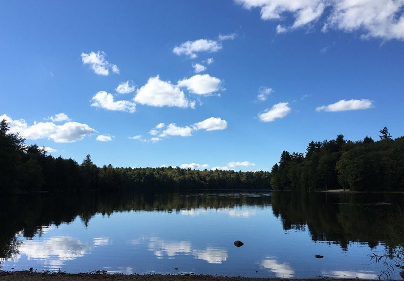 DAR Forest - Massachusetts, Massachusetts, USA